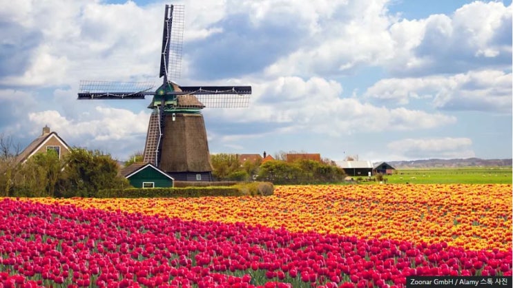 꽃의 고장 네덜란드의 튤립 향연