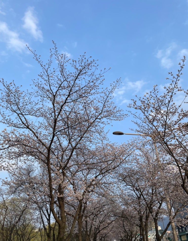  [w-5-1 : 대구 예복투어 / 마르코 제노 대구점/디오밸리 만촌점]