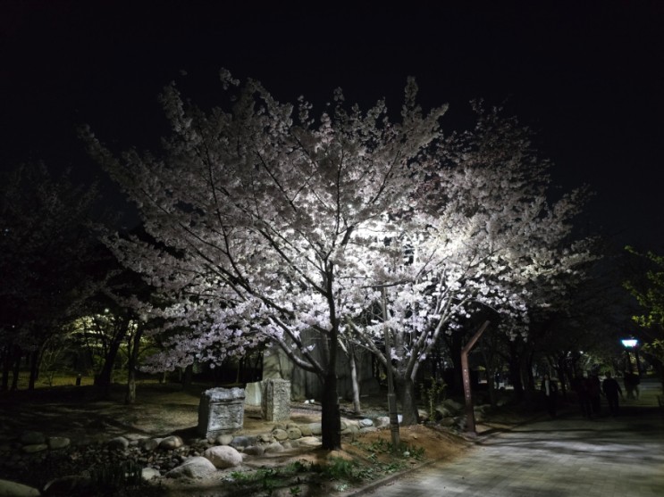 24.04.06 인천중앙공원 야간 벚꽃 구경!