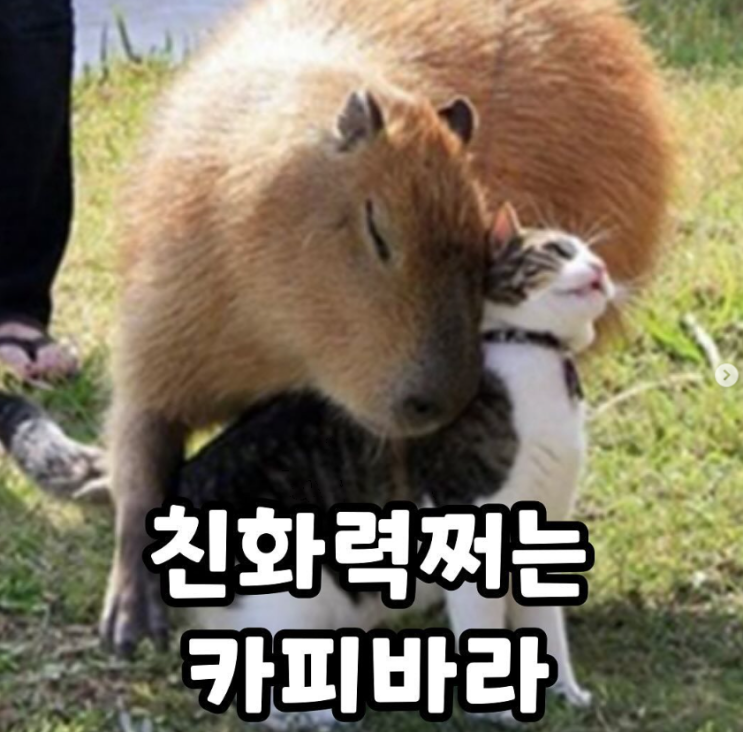  친화력 쩌는 카피바라