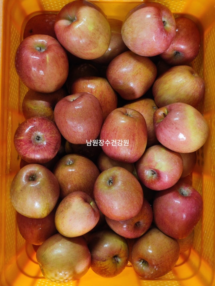  사과 생즙 착즙 주스 사과즙 만드는법 주문하기