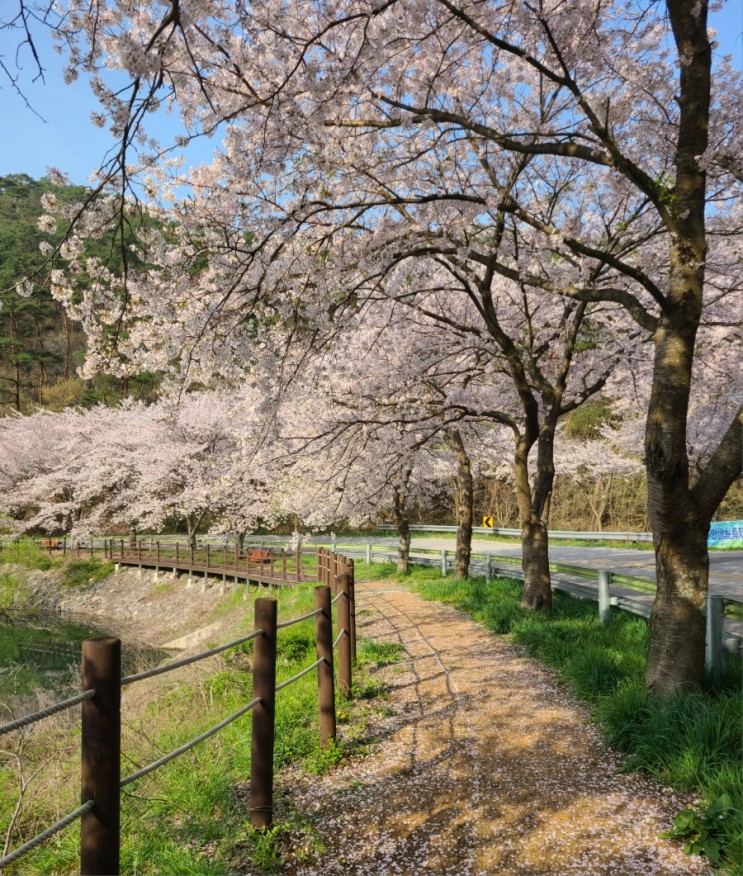 부안 가볼만한 곳, 부안 개암 벚꽃길 걷기