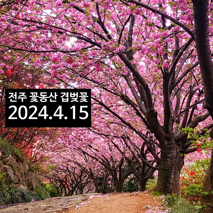  〔전북전주〕전주 꽃동산-전주 꽃동산 주차장-2024년 4월 15일 상황-완산공원 꽃동산 겹벚꽃-완산칠봉 꽃동산-전주 한옥마을 주변 볼거리