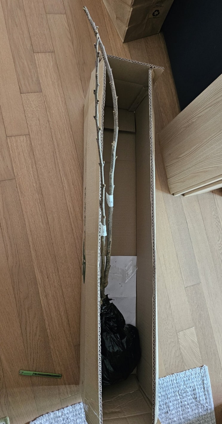  밤나무 심는 방법및 심는시기와 관리방법
