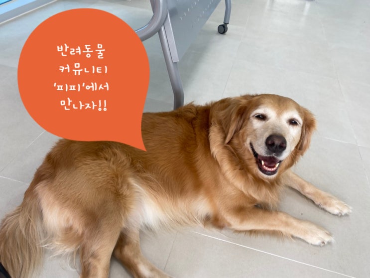  반려동물 커뮤니티 사용성 좋은 어플, 피피