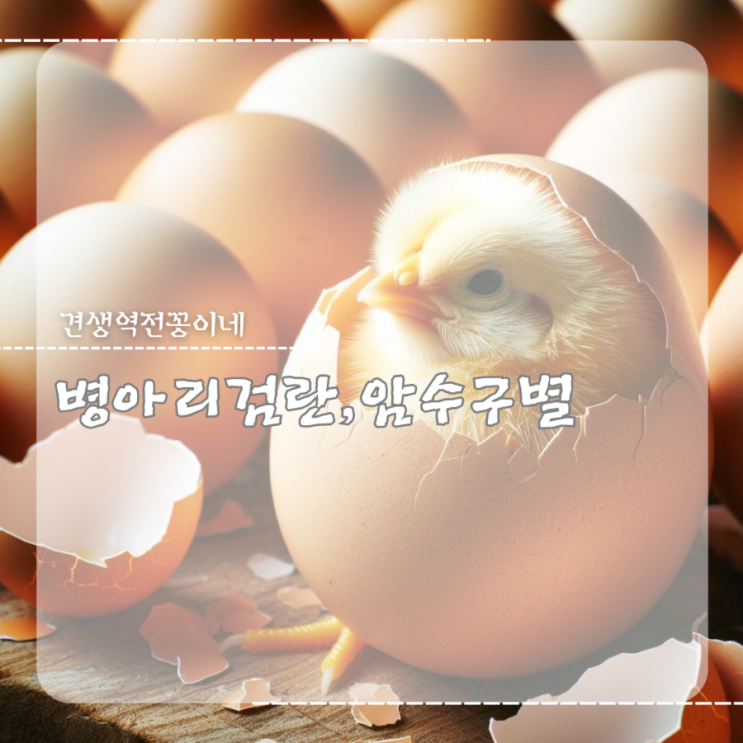  병아리 부화 전 검란 방법 병아리 암수구별 구분하는법