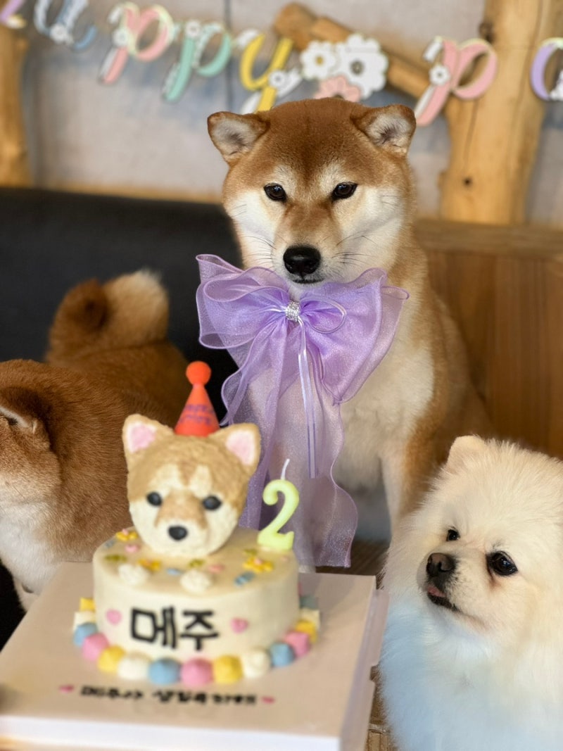 사진 5