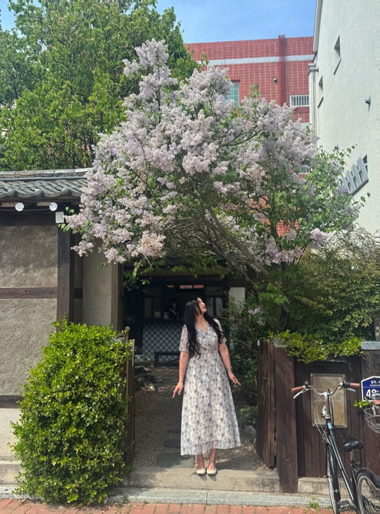 〔대구카페〕 대봉동, 사계절을 사랑하는 한옥카페 #오가닉모가 // 4월은 라일락과 함께 (2024.04.14) 〔대구카페〕 대봉동, 사계절을 사랑하는 한옥카페 #오가닉모가 // 4월은 라일락과 함께 (2024.04.14)