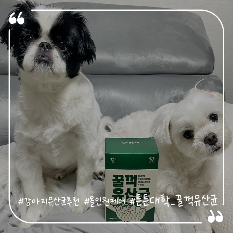  강아지유산균추천 튼튼대학 강아지프로아비오틱스 급여후기