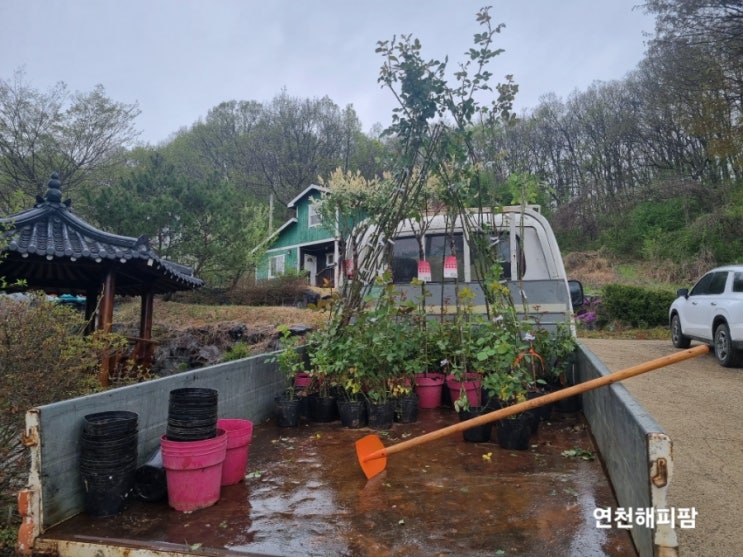  연천호랑이배꼽마을 마을공동체활동 부녀회 꽃심기