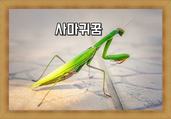 사마귀꿈 해몽 사마귀 잡는꿈 상황별 해석