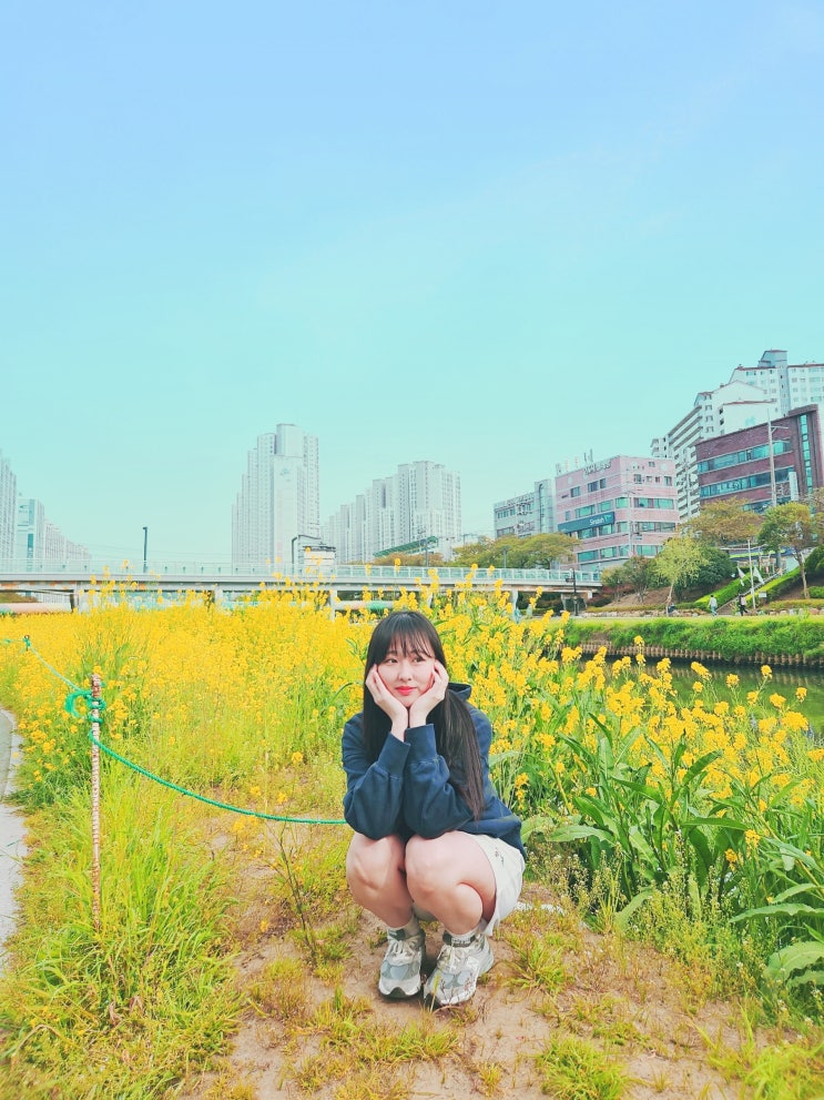 부산 온천천시민공원 유채꽃 개화현황 부산 온천천시민공원 유채꽃 개화현황