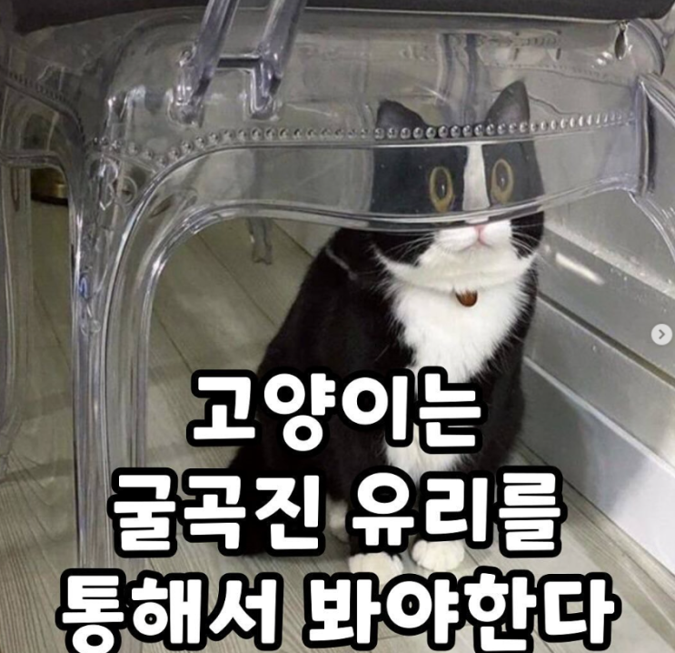  고양이는 굴곡진 유리를 통해서 봐야한다