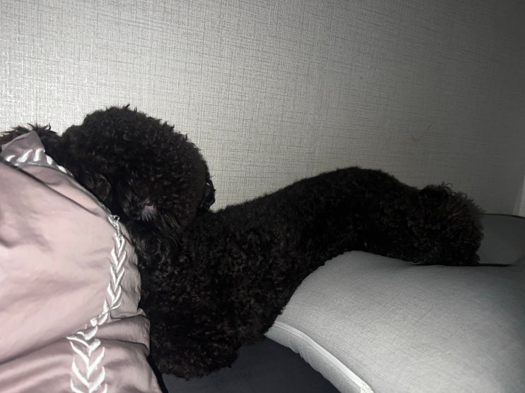  강아지 잠잘 때 코골이 원인에 대해서 알아봐요!