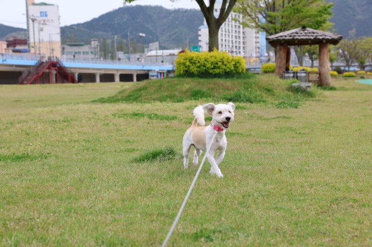  장흥 반려견과 산책하기 좋은곳, 장흥 천변체육광장