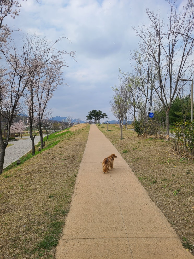  남양주 애견동반 가볼만한곳, 탁트인 전망 산책하기 좋은 다산수변공원 (+주차정보)