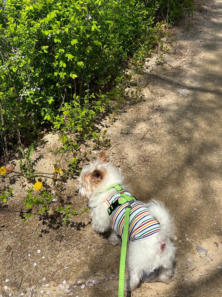 대구 봉무공원 단산지 강아지 산책로 벚꽃 야경 스팟 공유