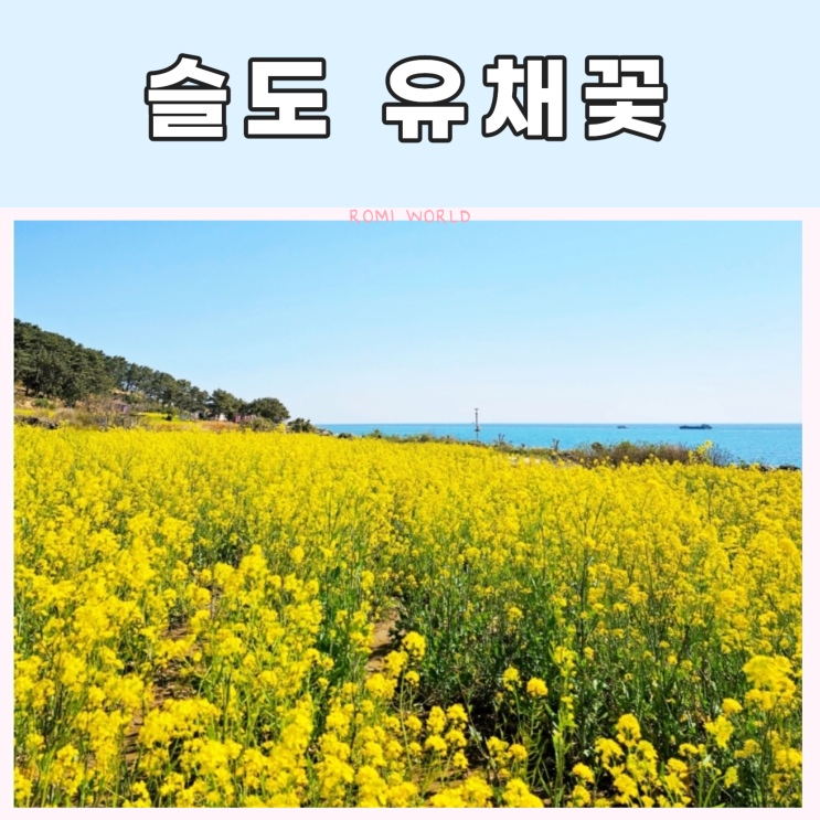  울산 슬도 유채꽃 오션뷰 포토존 현재 개화상황 주차꿀팁