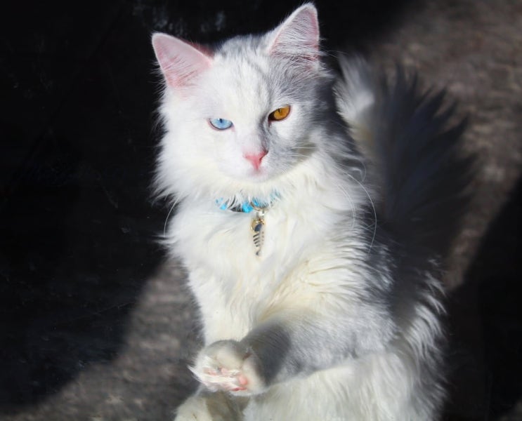 터키시앙고라 기본정보 성격 특징, 터키쉬앙고라 오드아이 고양이 포토