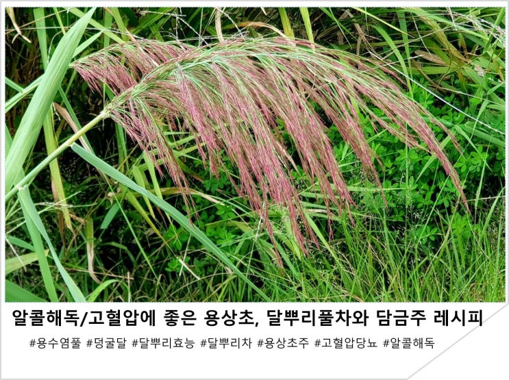  알콜해독/고혈압/당뇨에 좋은 용상초, 달뿌리풀차와 담금주 레시피