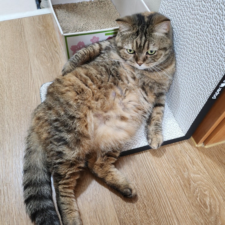  저 고양이랑 피신 왔어요.