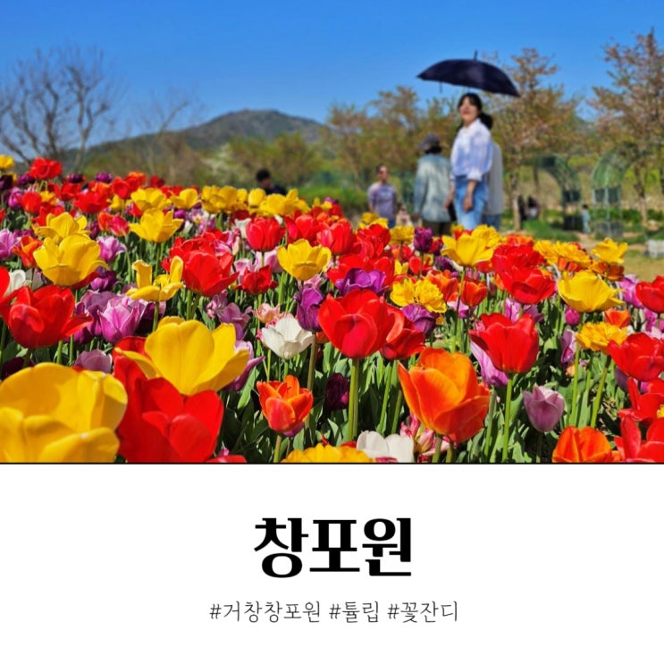  거창 창포원 튤립 꽃잔디 4월 꽃구경