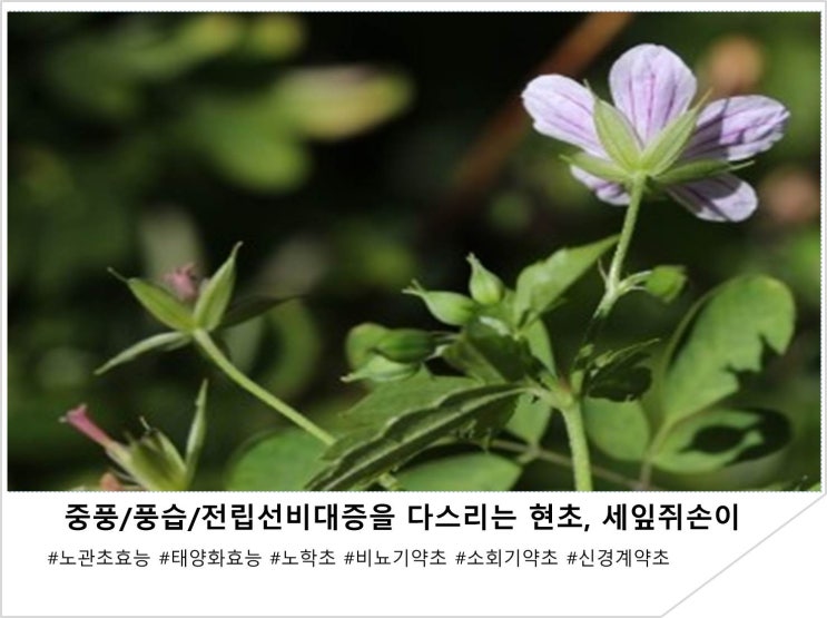  중풍/풍습/전립선비대증을 다스리는 현초, 세잎쥐손이