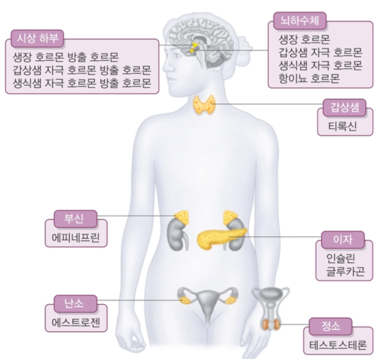  생명과학 1 - 호르몬과 항상성