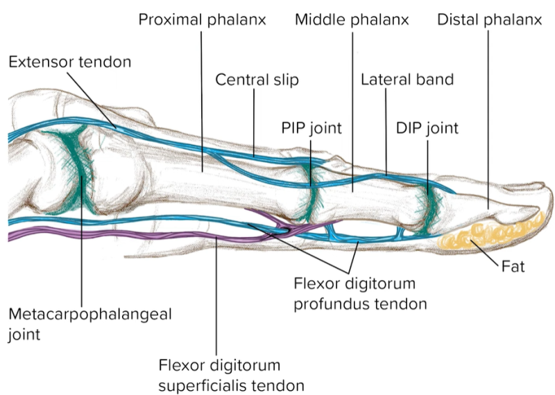 [손가락] 힘줄 손상을 완전 배제할수 없다 (juncture tendinum, P/E) : 네이버 블로그 Biology Diagrams