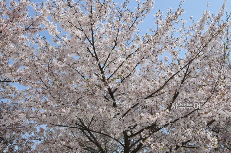  순성 벚꽃축제