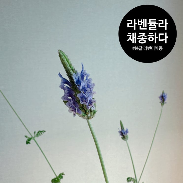  라벤듈라, 라벤더 줄기정리부터 채종까지