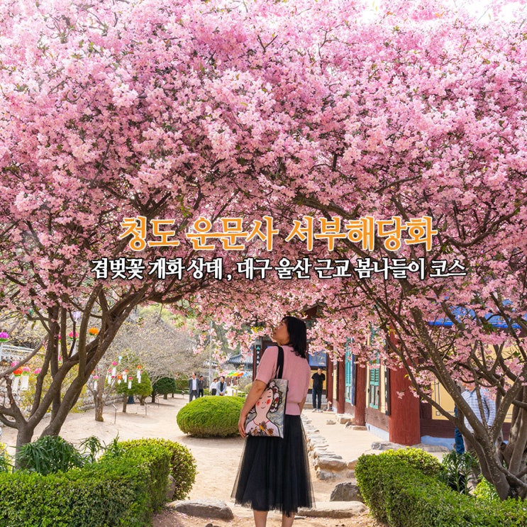  청도 운문사 서부해당화 겹벚꽃 개화 상태 대구 울산 근교 봄나들이 갈만한곳 솔바람길 산책