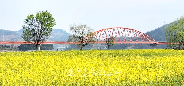  광양 섬진강 유채꽃밭 낭창낭창한 연둣빛 버드나무...샛노란 꽃물결 ‘절정’