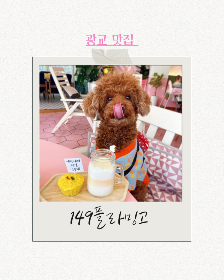  제대로 된 애견동반식당~!! 광교맛집 패밀리 레스토랑 149플라밍고