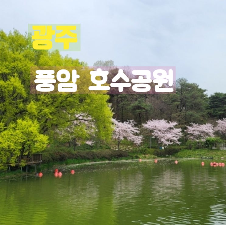  광주광역시 서구 벚꽃 산책길 풍암호수공원