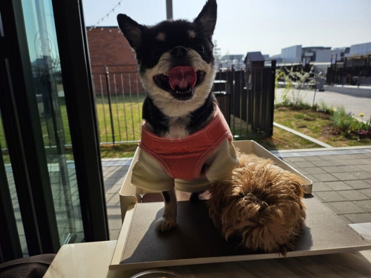  귀여워어엉