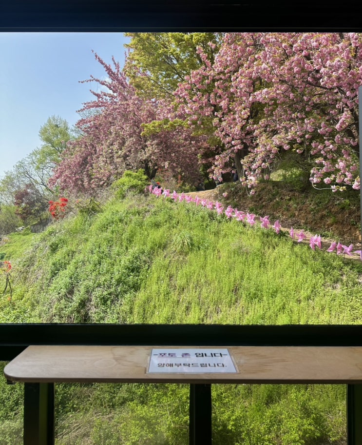  전주 완산공원 완산칠봉꽃동산 꽃구경 ( 겹벚꽃 뷰 카페 봄 )