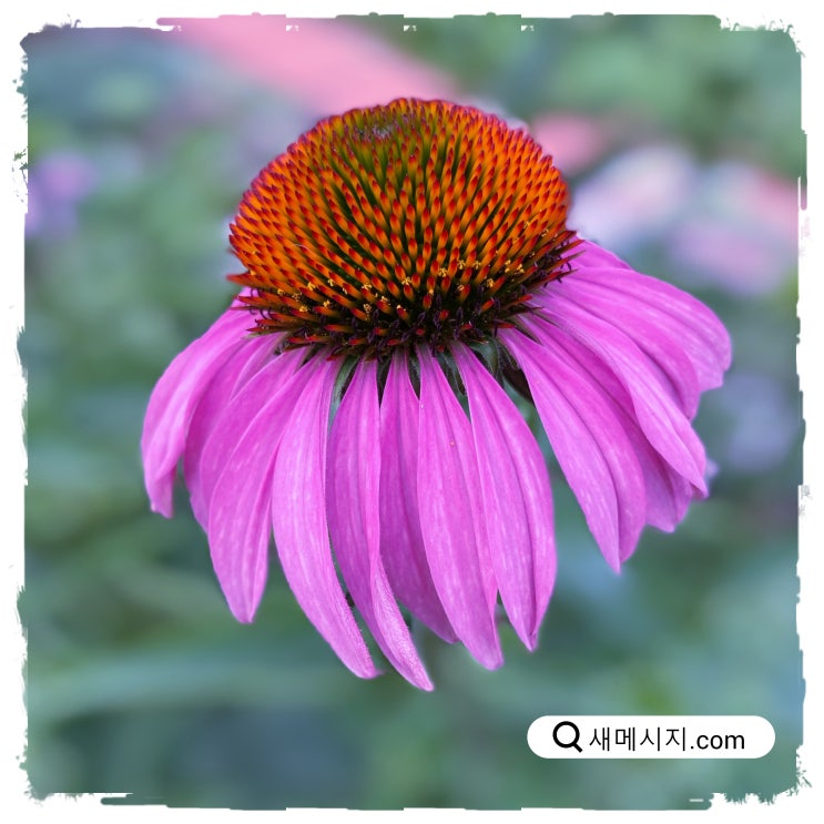 정직, 마음의 현존 상태 정직, 마음의 현존 상태