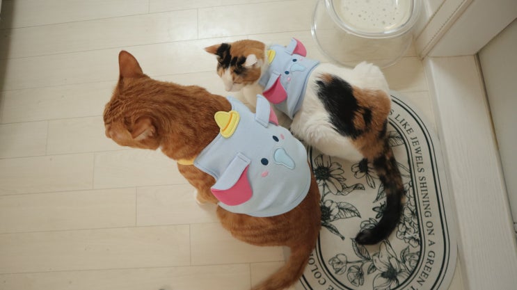  고양이 옷 사이즈 후기, 입히면 고장 날까?
