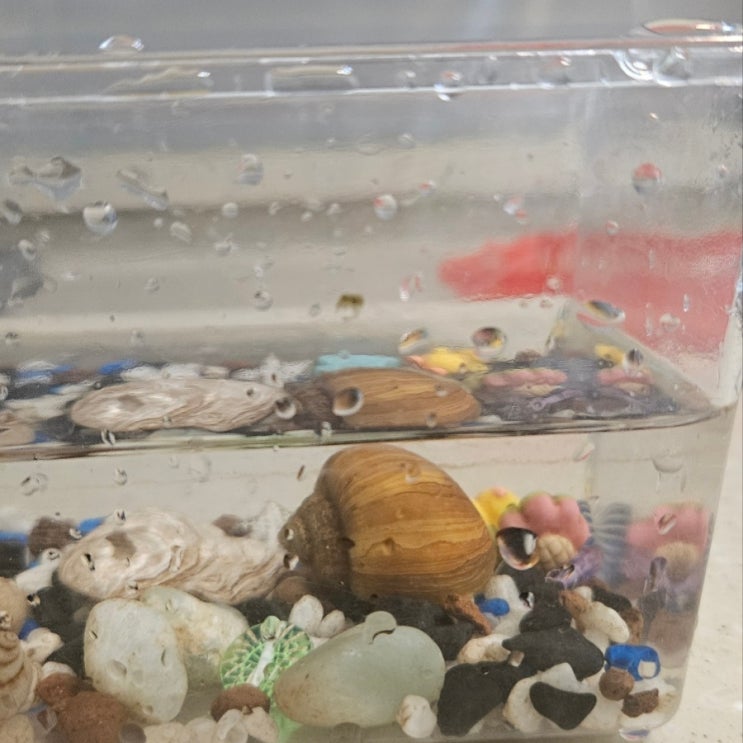 물달팽이 키우는법 사료 껍질 달팽이 죽음