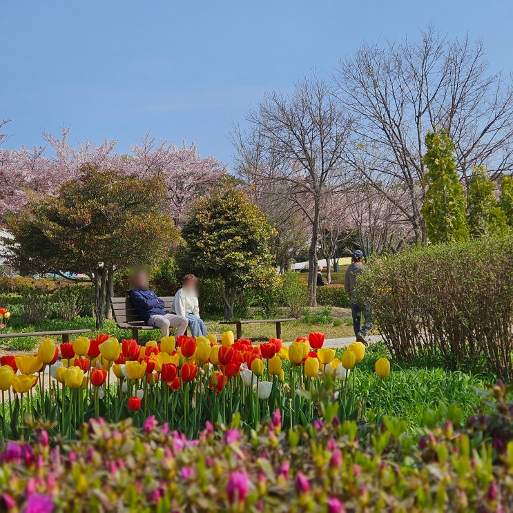  울산 남구 가볼 만한 곳 : 울산대공원 튤립이랑 동물원 갔다 온 후기(24.04.10 방문)