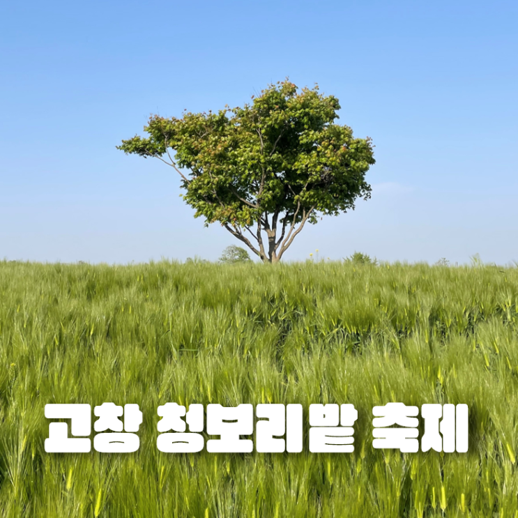 [전북 고창] '2024 고창 청보리밭 축제' 일정 및 작년 후기!