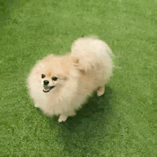  대구 픽업 애견유치원 애견호텔 '멍멍아학교가자' 놀이방 솔직 후기