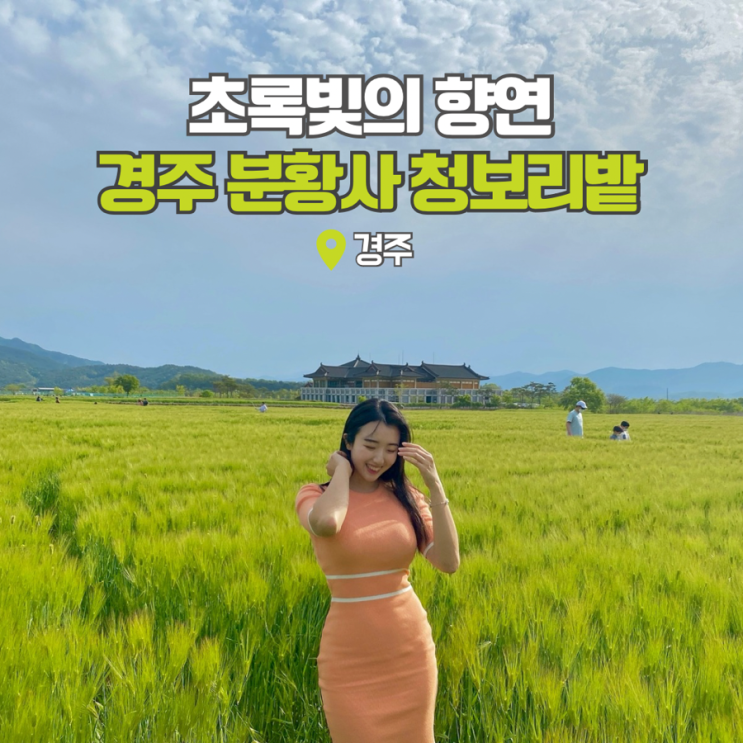  경주 청보리밭 데이트코스 분황사 황룡사지 여행코스 추천