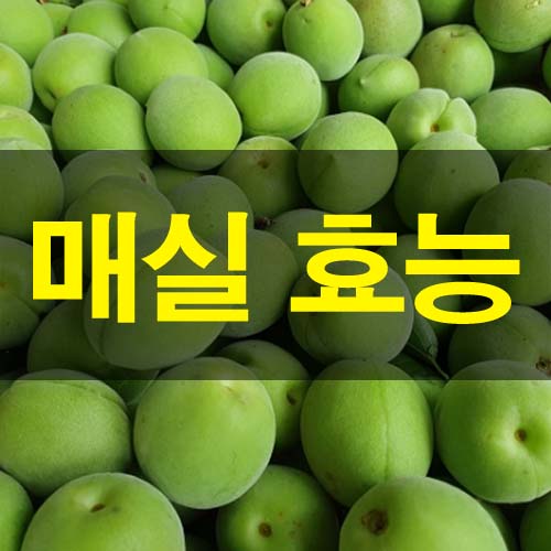  초록 매실 효능 및 부작용 하루 권장량