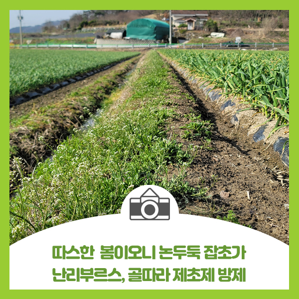  따스한 봄이 오니 논두둑 잡초가 난리부르스, 골따라 제초제 방제