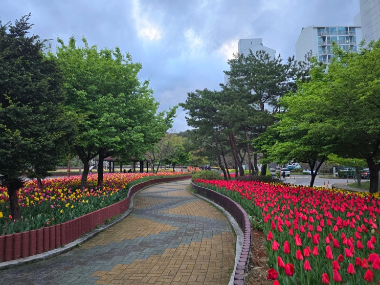 강릉 교동택지 튤립 데이트