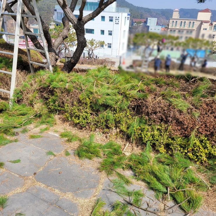  수목 가지치기의 적절한 시기와 전정 방법에 관한 TIP