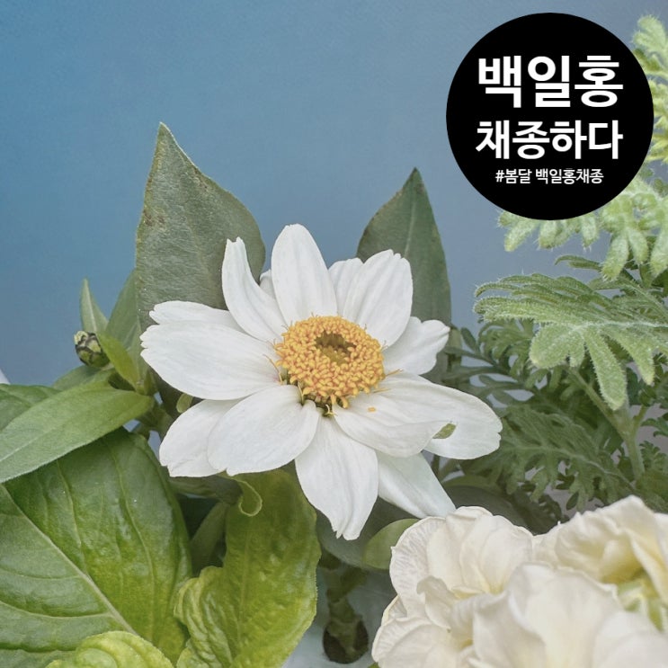  백일홍 꽃 채종하기, 자하라 스타라이트 로즈