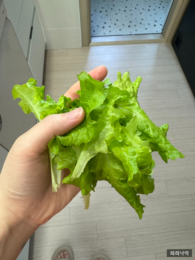  4.9.-4 .15. 일상과 상자텃밭 수확